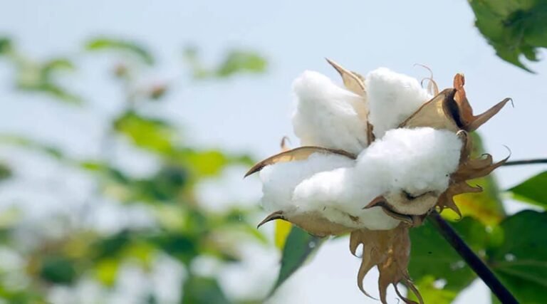 Farmer News : कपास की फसल बेचने के लिए बनी नई ऐप, किसानों को फसल बेचने में होगी सुविधा !